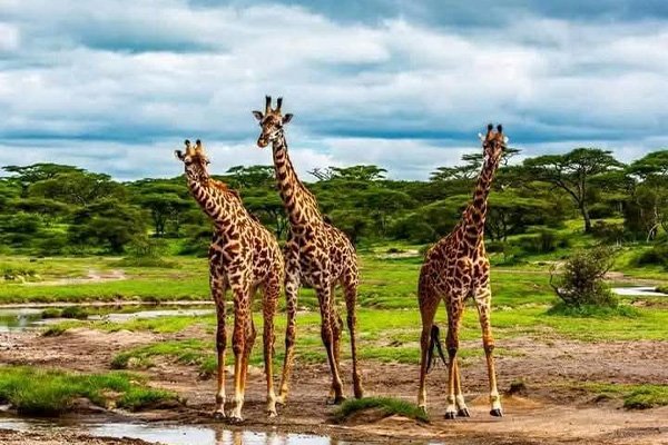 Tanzania
