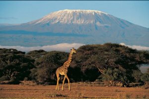 07 DAYS TANZANIA SAFARI & ZANZIBAR BEACH EXCURSIONS