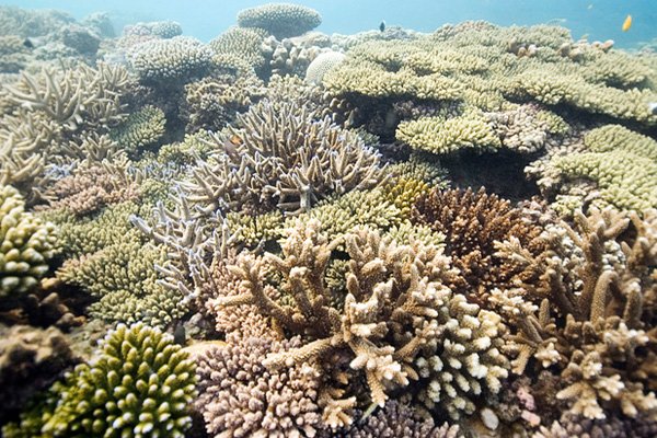 Mnemba Snorkeling